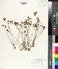 Trifolium campestre image