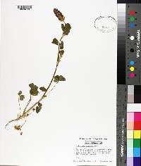 Trifolium incarnatum image