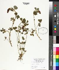 Trifolium incarnatum image