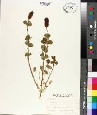 Trifolium incarnatum image