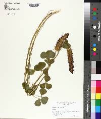 Trifolium incarnatum image