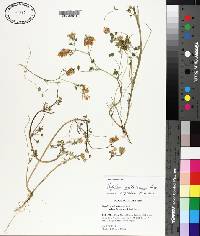 Trifolium michelianum image