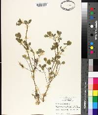 Trifolium resupinatum image