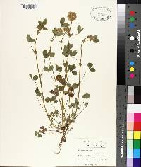 Trifolium reflexum image