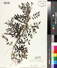 Indigofera suffruticosa image