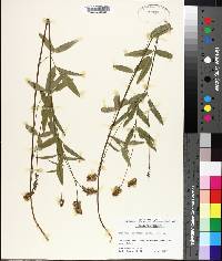 Orbexilum pedunculatum var. psoralioides image