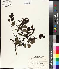 Amorpha glabra image