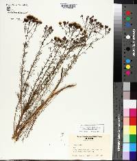 Dalea pinnata var. trifoliata image