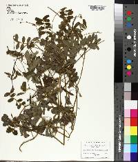 Tephrosia spicata image