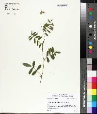 Tephrosia spicata image