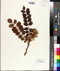 Robinia hispida image