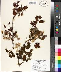 Robinia kelseyi image