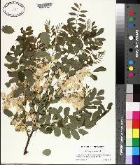 Robinia pseudoacacia image