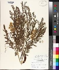 Sesbania longifolia image