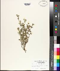 Stylosanthes biflora image