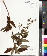 Desmodium canadense image