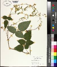 Desmodium canescens image