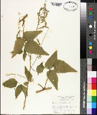 Desmodium canescens image