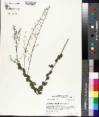 Desmodium ciliare image