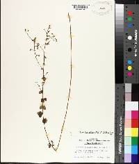 Desmodium ciliare image