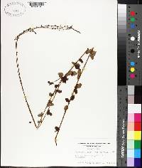 Desmodium ciliare image