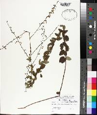 Desmodium ciliare image