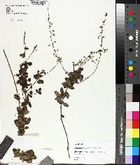 Desmodium ciliare image