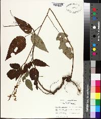 Desmodium cuspidatum image