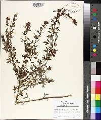 Lespedeza virginica image