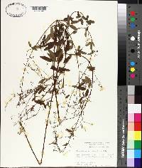 Desmodium laevigatum image