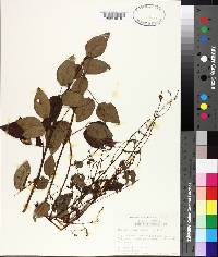 Desmodium laevigatum image