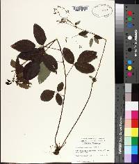 Desmodium laevigatum image