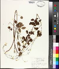 Desmodium marilandicum image