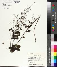 Desmodium marilandicum image