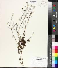 Desmodium marilandicum image