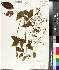 Desmodium perplexum image