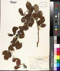 Desmodium umbellatum image