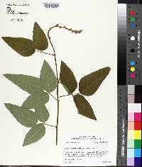 Desmodium viridiflorum image