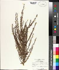 Lespedeza cuneata image