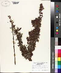 Lespedeza intermedia image