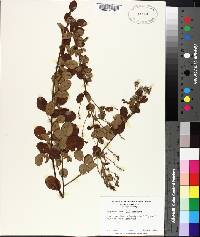 Lespedeza hirta image