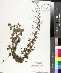 Lespedeza procumbens image