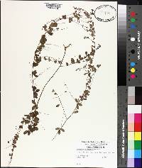 Lespedeza procumbens image