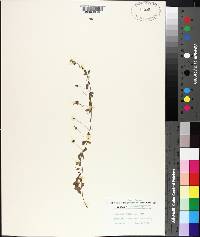 Lespedeza repens image