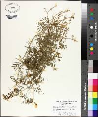 Vicia grandiflora var. kitaibeliana image