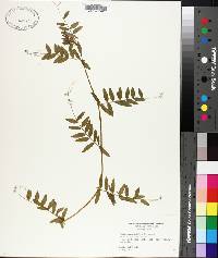 Vicia sativa subsp. nigra image