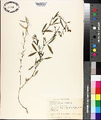 Lathyrus hirsutus image