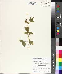 Centrosema virginianum image