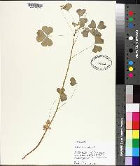 Oxalis corniculata image