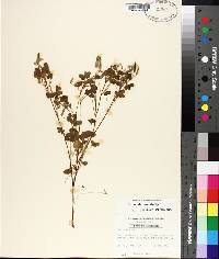 Oxalis dillenii image